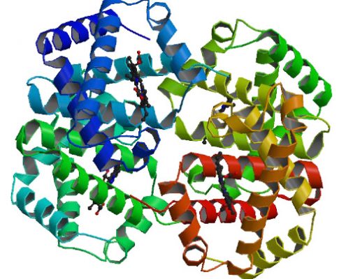 Crystal Structure of deoxy HbalphaYQ, a mutant of HbA. Heme reactivity by diffusion: structural basis and functional characterization in hemoglobin mutants.