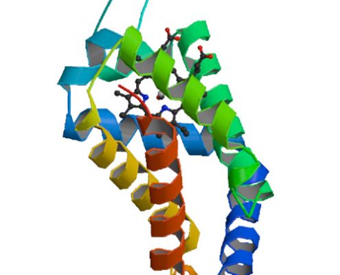 carbonmonoxy neuroglobin, heme-sliding mechanism, ligand affinity, Vallone, Nienhaus, Matthes, Brunori, neuroglobin