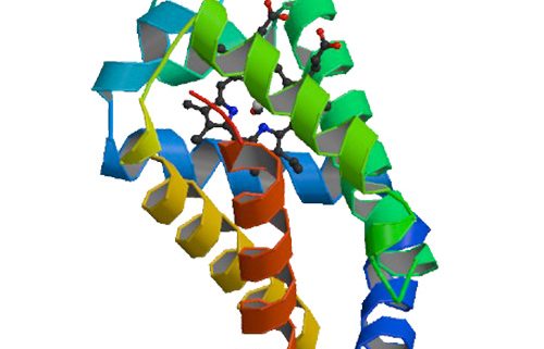 carbonmonoxy neuroglobin, heme-sliding mechanism, ligand affinity, Vallone, Nienhaus, Matthes, Brunori, neuroglobin