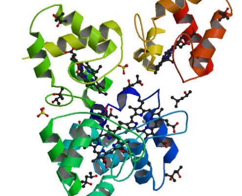 Crystal structure of the cytochrome c-552 from Hydrogenobacter thermophilus at 2.0 resolution. An obligatory intermediate.