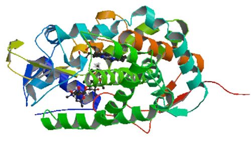 Investigating the structural plasticity of a Cytochrome P450 EryK: three-dimensional structures of P450 EryK and binding to its physiological substrate.